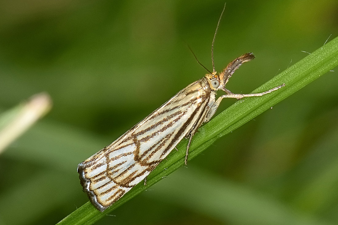 Chrysocrambus craterellus - Crambidae? S